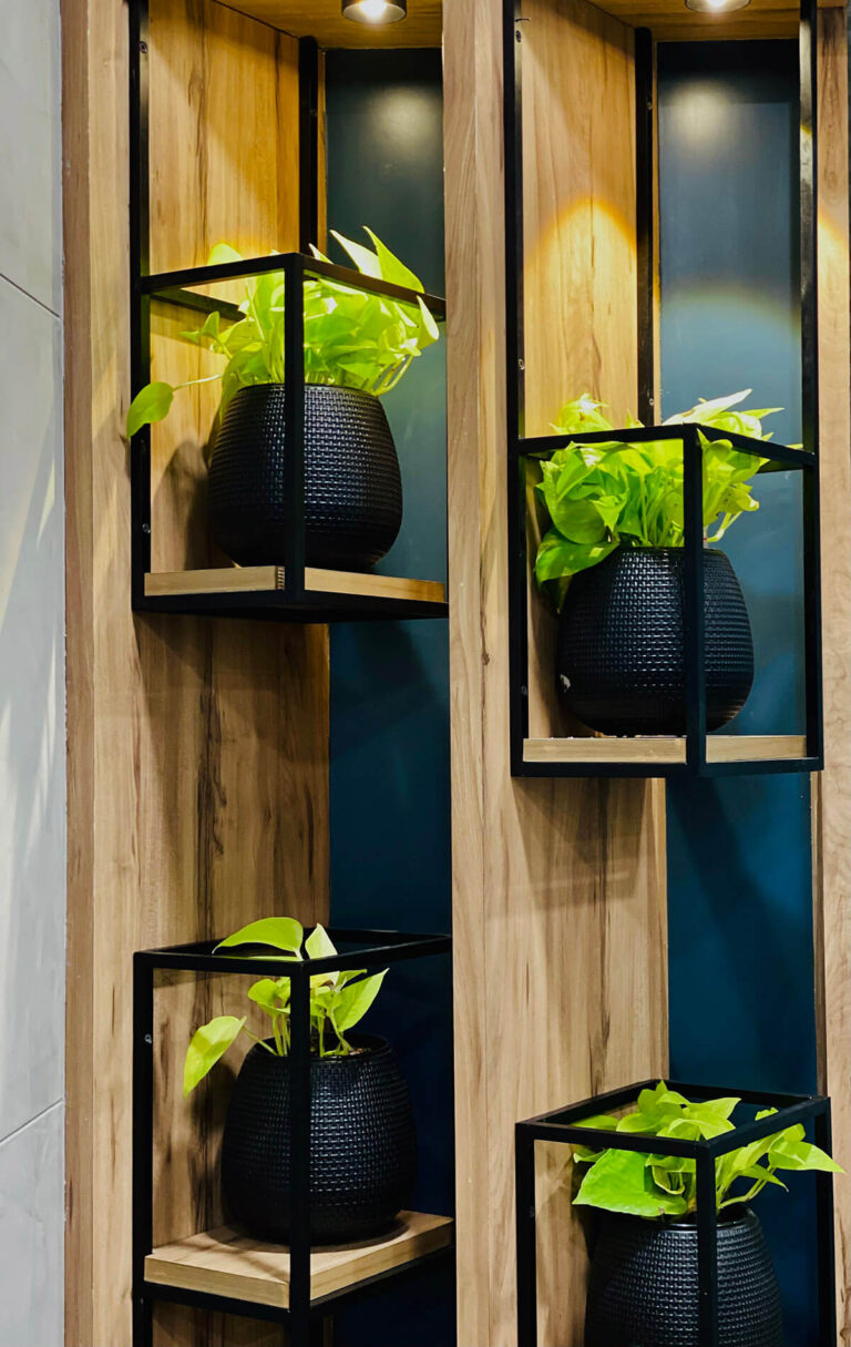 Plant Decoration