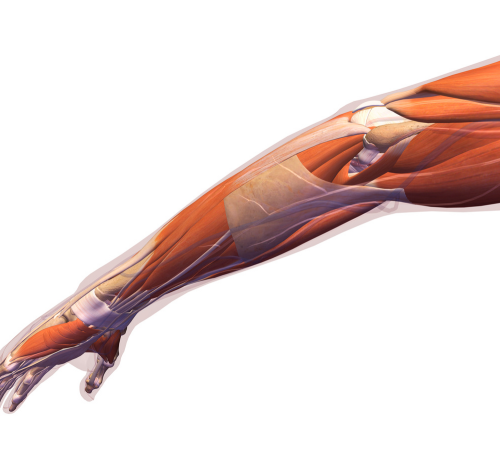 Elbow Ligament